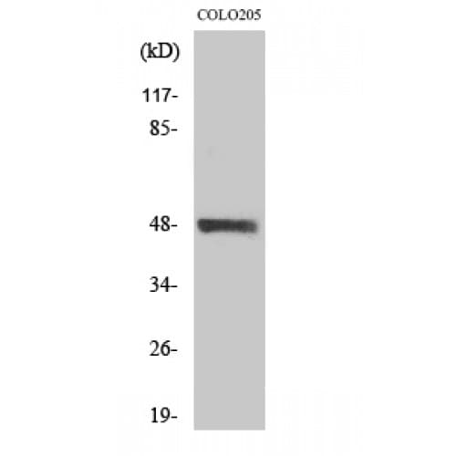 STK24 / MST3 Antibody (290-370 aa, C-terminal)
