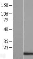 PDCD5 Protein (Over-Expression Lysate Myc-DDK (Flag))
