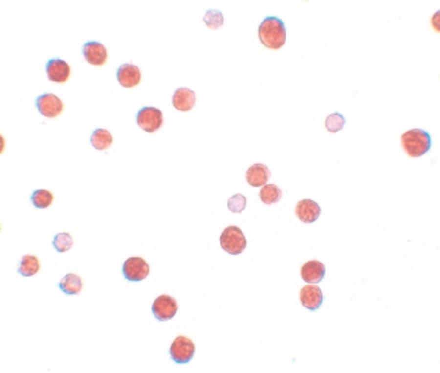 PLAC4 Antibody