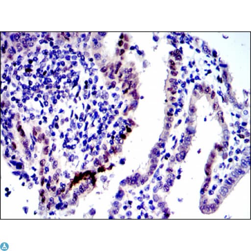JUN / c-Jun Antibody