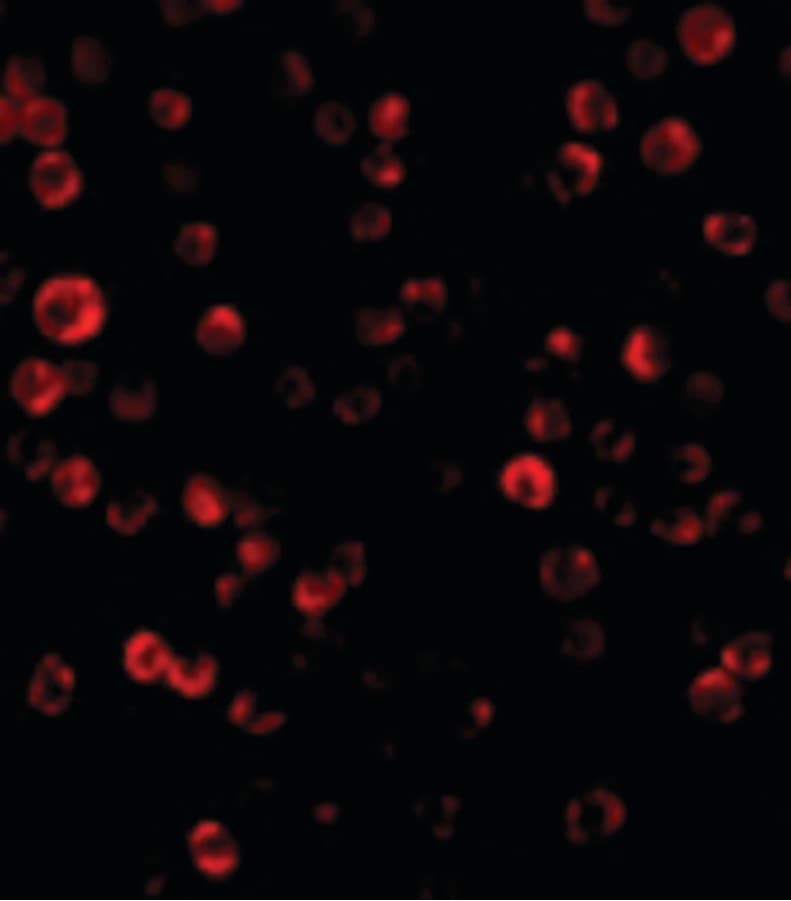 IHC-plus™ Polyclonal Rabbit anti-Human CRADD / RAIDD Antibody (IHC, IF, WB)