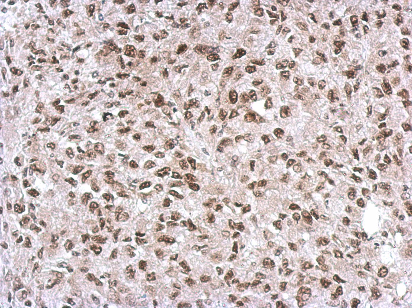 Polyclonal Rabbit anti-Human SNIP1 Antibody (IHC, WB)