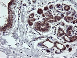 NEK11 Antibody (clone OTI5D9, Carrier-free)