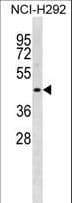 IHC-plus™ STAC2 Antibody (aa1-30)