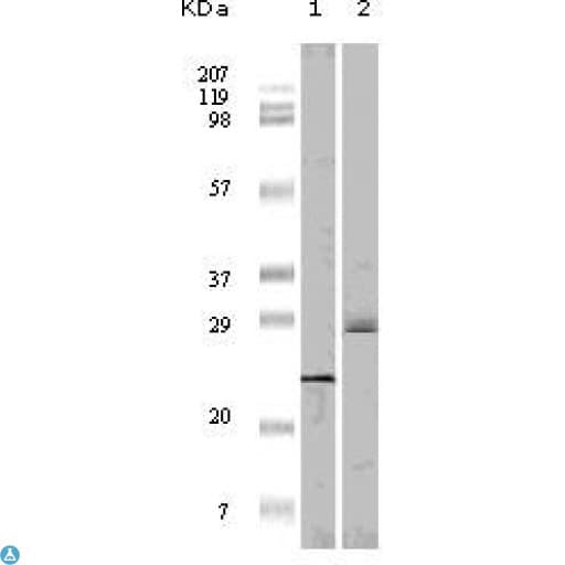 EIF4EBP1 / 4EBP1 Antibody