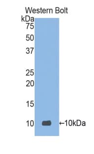DEFA3 / Defensin Alpha 3 Antibody (aa20-94)
