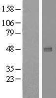 UXS1 Protein (Over-Expression Lysate Myc-DDK (Flag))