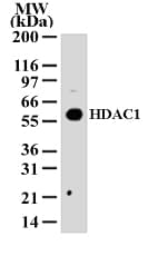 HDAC1 Antibody (aa1-5)