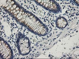 SNAP25 Antibody (clone OTI4G5)