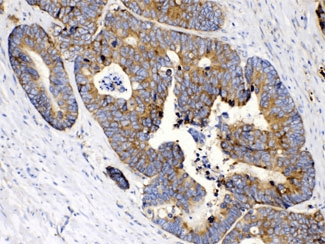 RPS27 / Ribosomal Protein S27 Antibody