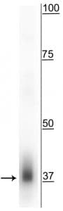 Polyclonal Rabbit anti-Bovine MFF Antibody (IHC, WB)