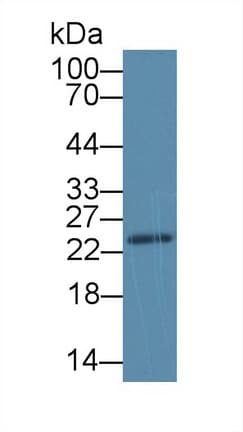 SDF2L1 Antibody