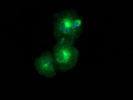 IHC-plus™ ERGIC-53 / LMAN1 Antibody (clone 2B10)