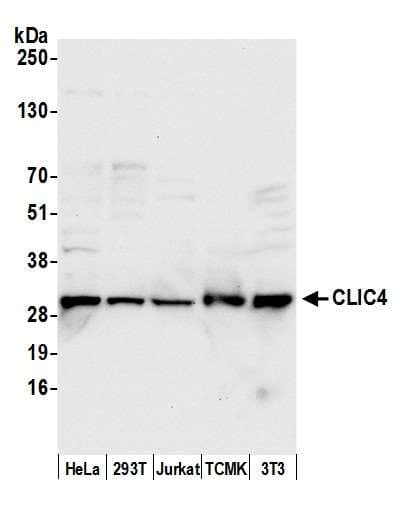 CLIC4 Antibody (aa203-253)