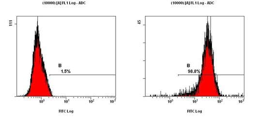 IHC-plus™ LOX / Lysyl Oxidase Antibody (aa118-168)
