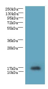 TCEAL7 Antibody