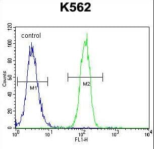 Polyclonal Rabbit anti-Human CCDC61 Antibody (aa36-65, WB)