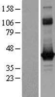 GNAO1 Protein (Over-Expression Lysate Myc-DDK (Flag))
