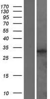 RHCE / RH Protein (Over-Expression Lysate Myc-DDK (Flag))