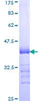 Human WASF2 / SCAR2 Protein (Recombinant GST, N-terminus)