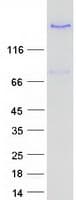 Human LTBP3 / LTBP-3 Protein (Recombinant Myc-DDK (Flag))