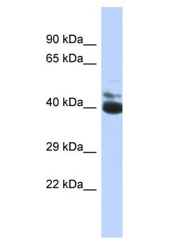 FRMD3 Antibody (aa265-314)