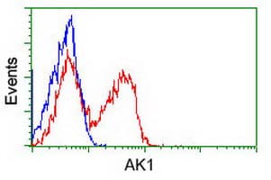 Monoclonal Mouse anti-Human AK1 / Adenylate Kinase 1 Antibody (clone OTI4A1, IF, WB)