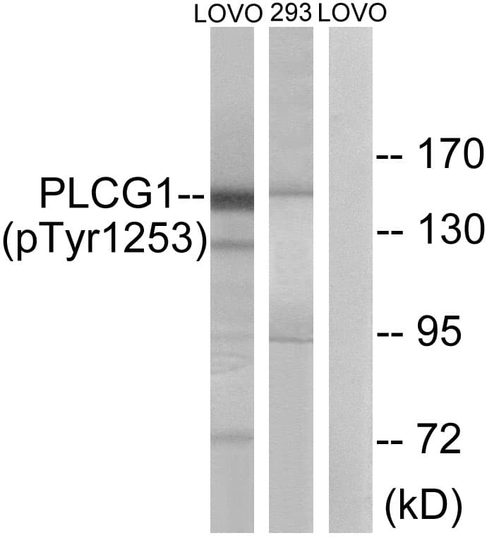 PLCG1 Antibody (phospho-Tyr1253)