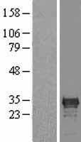 CDX1 Protein (Over-Expression Lysate Myc-DDK (Flag))