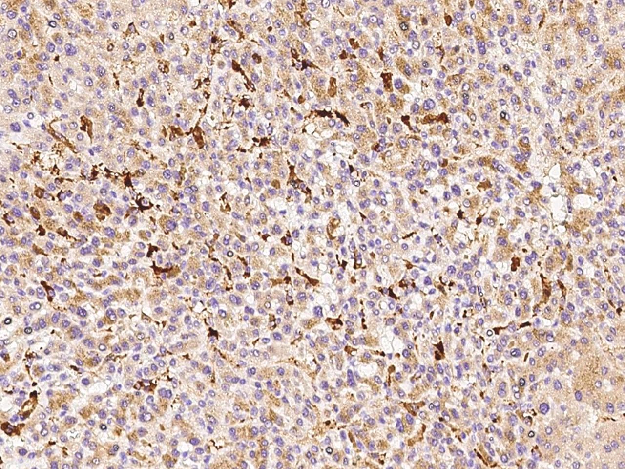 Monoclonal Mouse anti-Human IL-1B / IL-1 Beta Antibody (clone 39, Preservative Free, IHC)