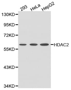 HDAC2 Antibody