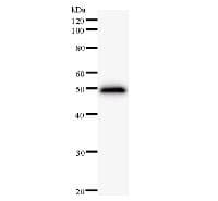 PPP1R13L / iASPP Antibody (clone 2808C5a)