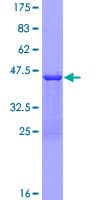 Human PTMA / Prothymosin Alpha Protein (Recombinant GST)