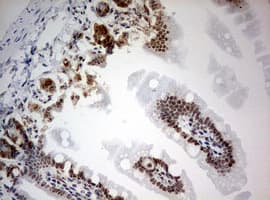 BrdU Antibody (clone 1C7)
