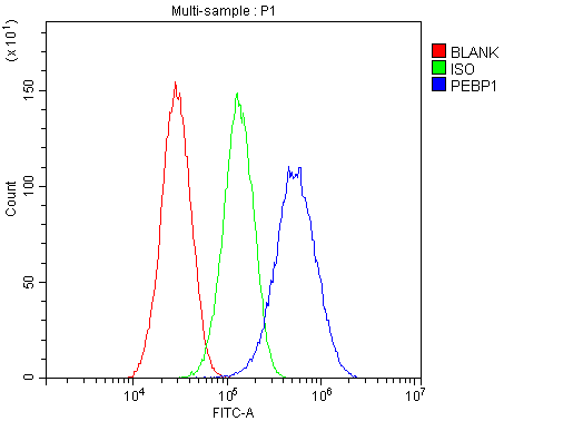 Polyclonal Rabbit anti-Human PEBP1 / RKIP Antibody (WB)