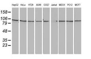FAM40A Antibody (clone OTI7B8)