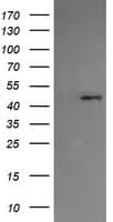 SERPINA5 / PCI Antibody (clone OTI1C4)