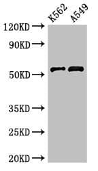 CELF2 / CUGBP2 Antibody