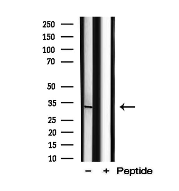 MFF Antibody