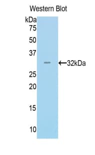 MYH14 Antibody (aa1069-1331)