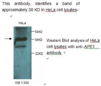 Polyclonal Rabbit anti-Human APEX1 / APE1 Antibody (WB)