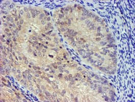 UBXN2B Antibody (clone OTI2E9, Carrier-free)