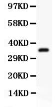 ATF1 Antibody (aa1-271)
