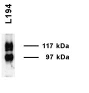 SLC14A2 / UTR Antibody (aa911-929, APC)