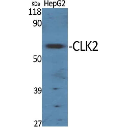 CLK2 Antibody (1-80 aa, N-terminal)