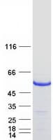 Human DTNA / Dystrobrevin Alpha Protein (Recombinant Myc-DDK (Flag))