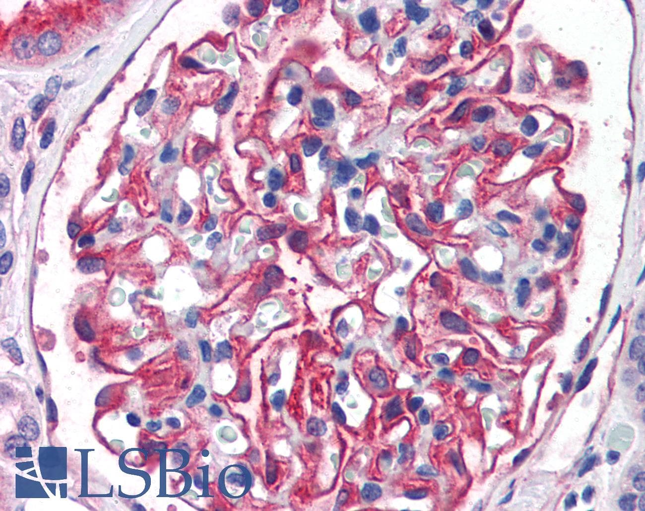 IHC-plus™ ENPEP / Aminopeptidase A Antibody (aa805-818)