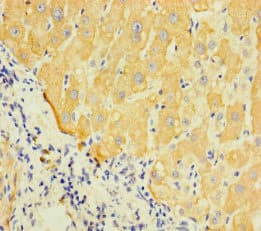 LAPTM5 Antibody