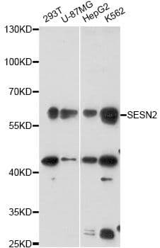 SESN2 / HI95 Antibody