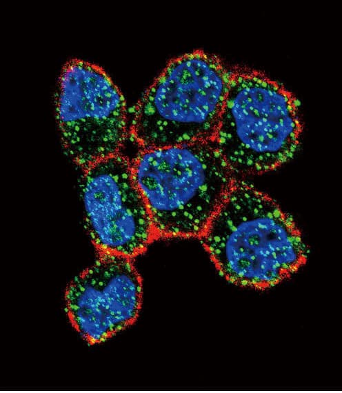 ER Alpha / Estrogen Receptor Antibody (aa246-273)